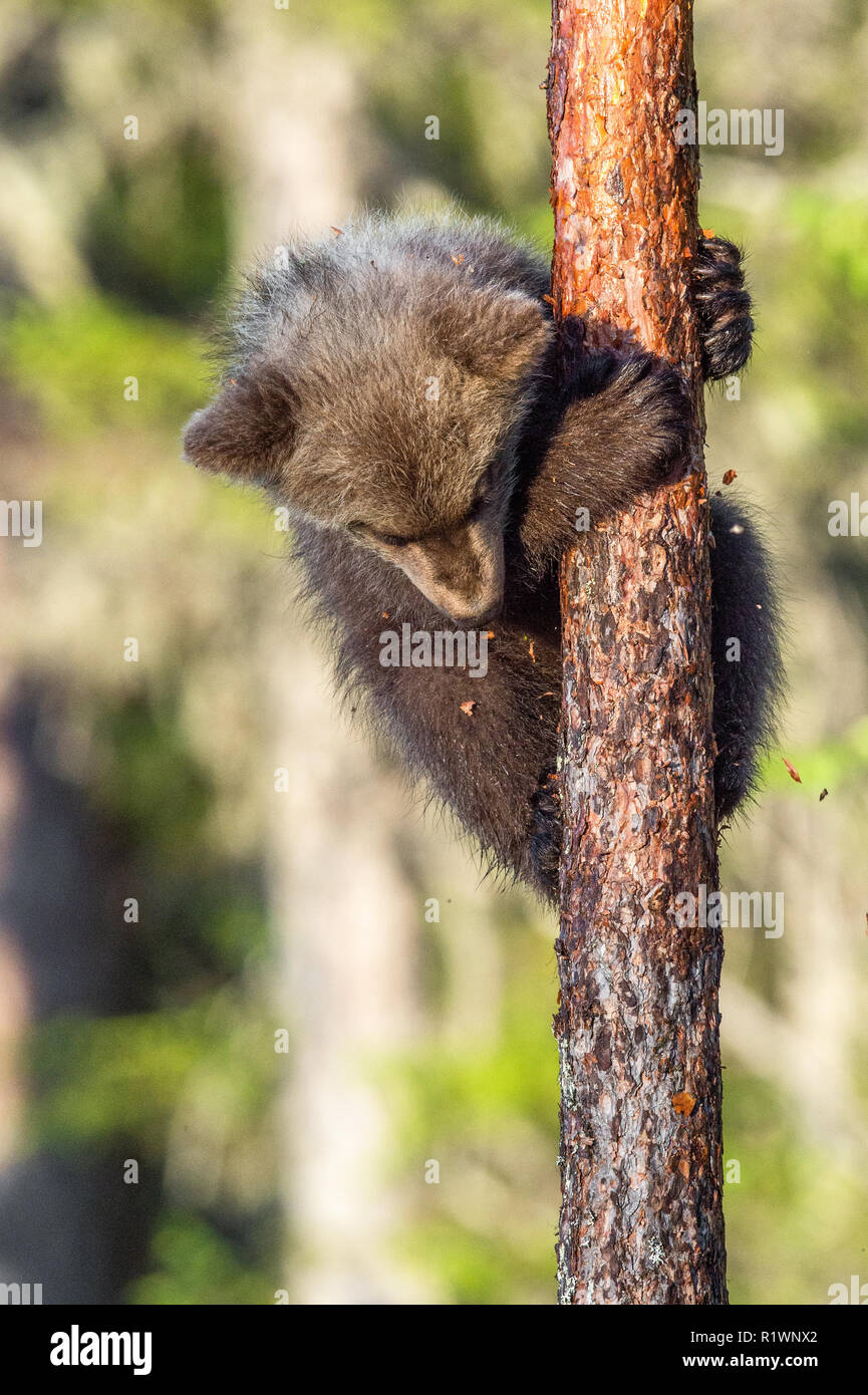 Brown bear cub climbs on a tree. Natural habitat. In green summer forest. Sceintific name: Ursus arctos. Stock Photo