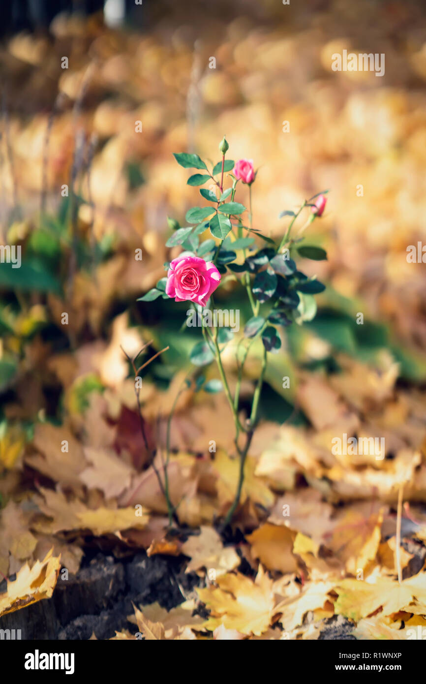 Last blooming rose in the fall among the fallen leaves. Autumn natural ...