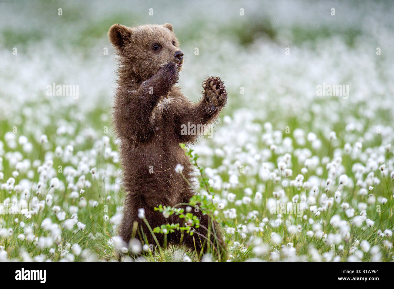 Brown bear cub stands on its hind legs in the summer forest among white ...