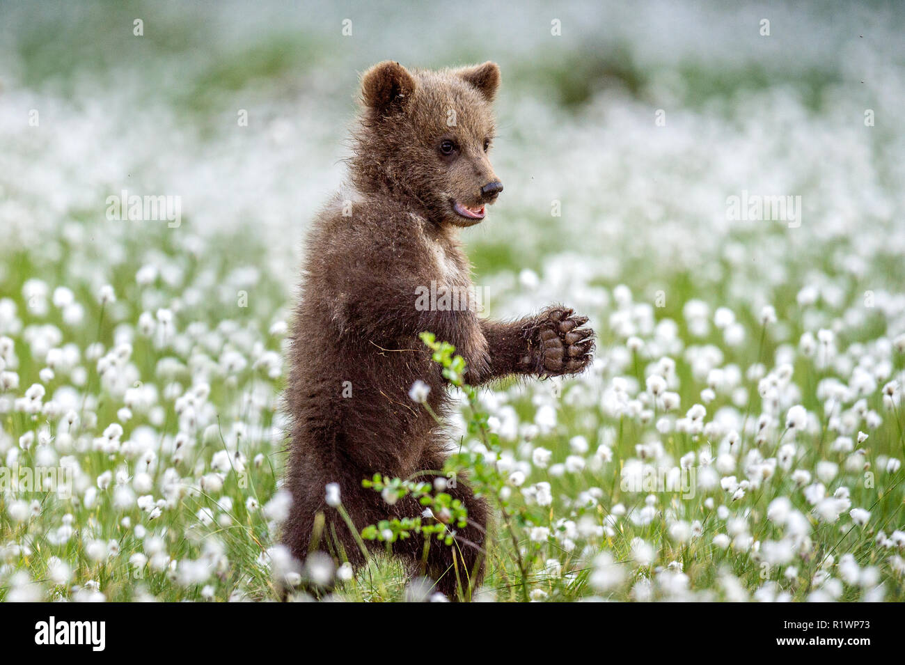 Brown bear cub stands on its hind legs in the summer forest among white ...