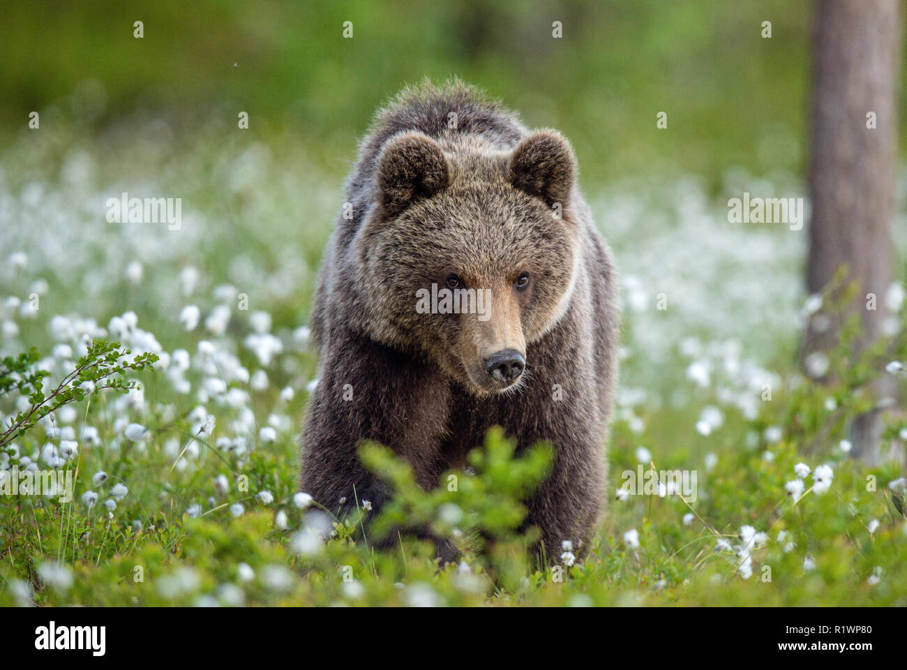 Brown bear in the summer forest on the bog among white flowers. Front ...