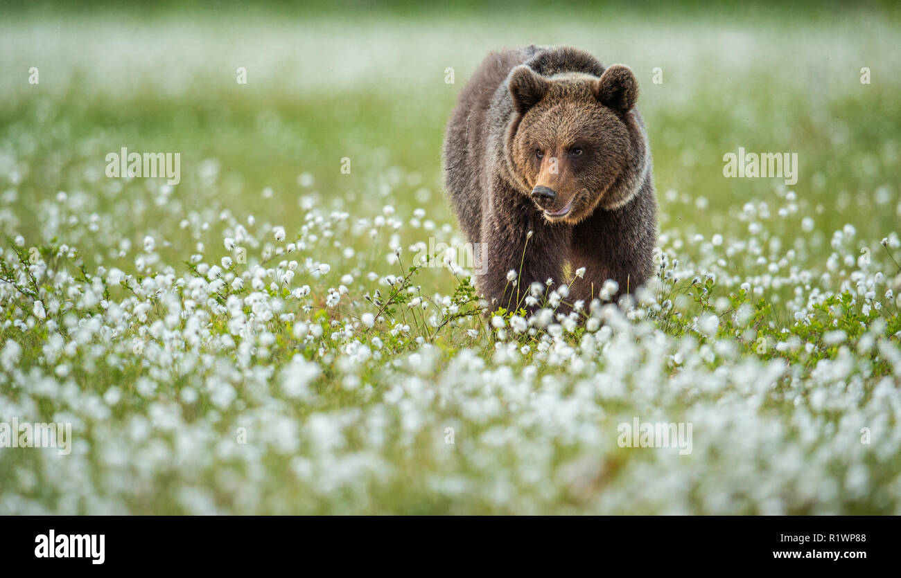 Brown bear in the summer forest on the bog among white flowers. Front ...