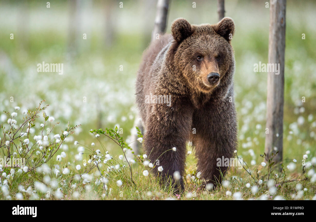 Brown bear in the summer forest on the bog among white flowers. Front ...