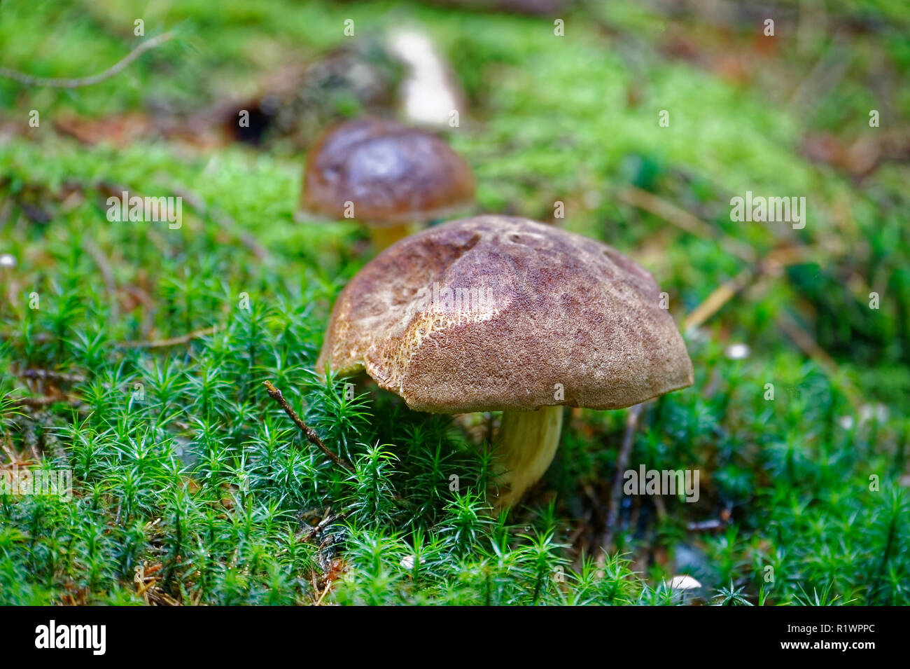 Young single porcini mushroom in grass Stock Photo Alamy