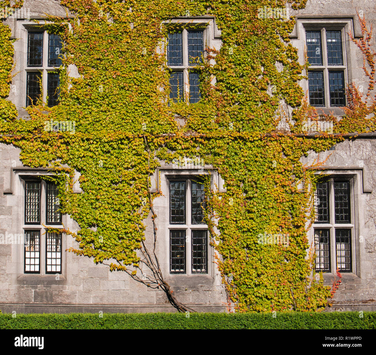 A facade of an old house with climbing plants and six windows Stock Photo -  Alamy