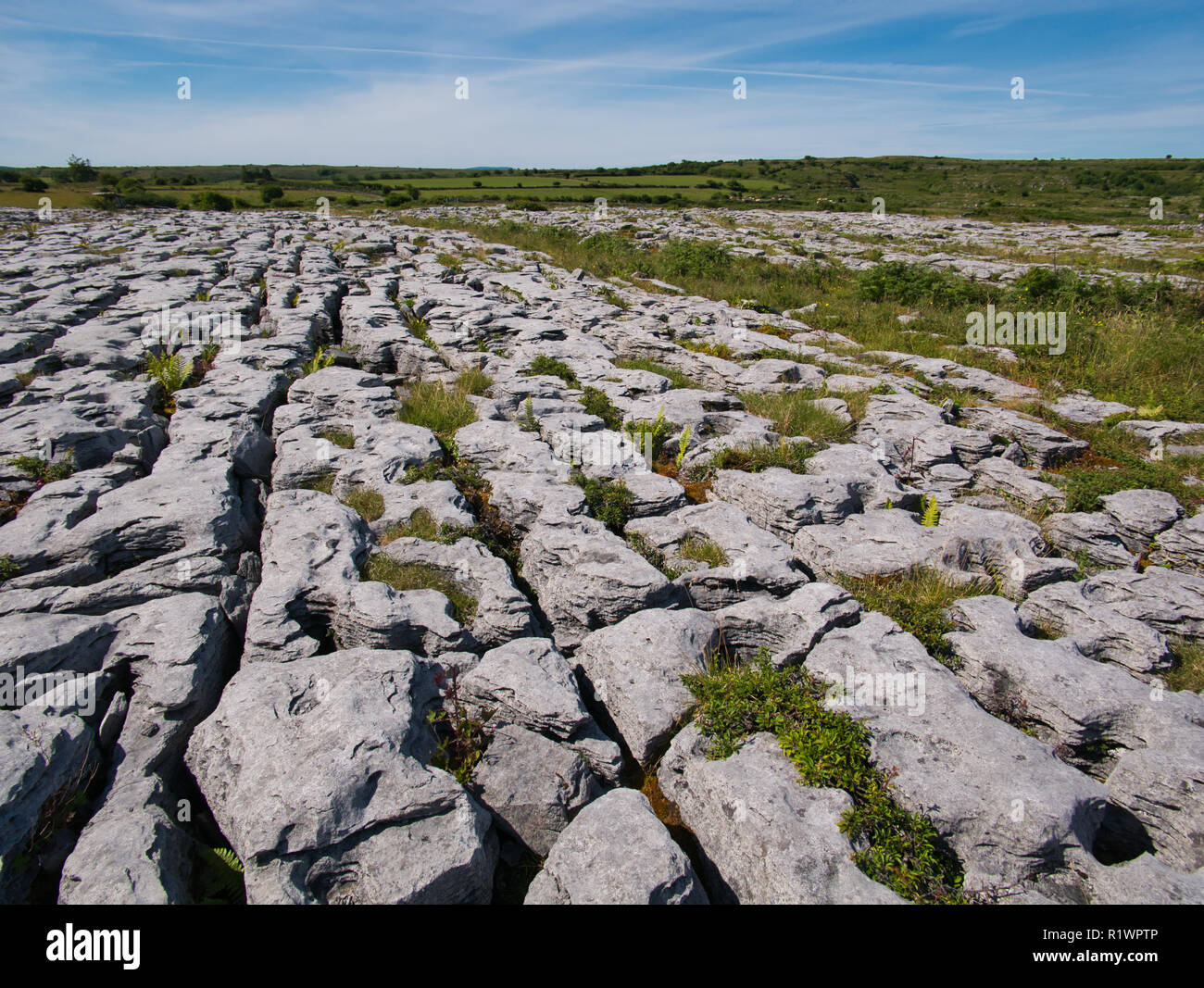 Grow between rocks hires stock photography and images Alamy