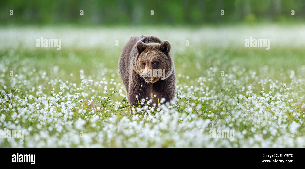 Brown bear in the summer forest on the bog among white flowers. Front ...
