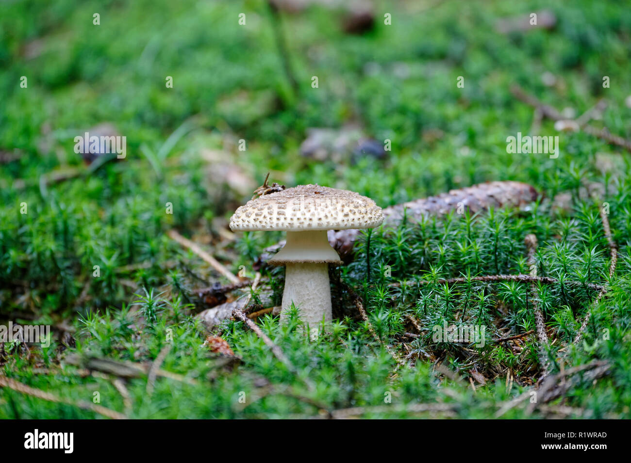 Young single mushroom in grass,Altenau,Harz,Germany. Stock Photo