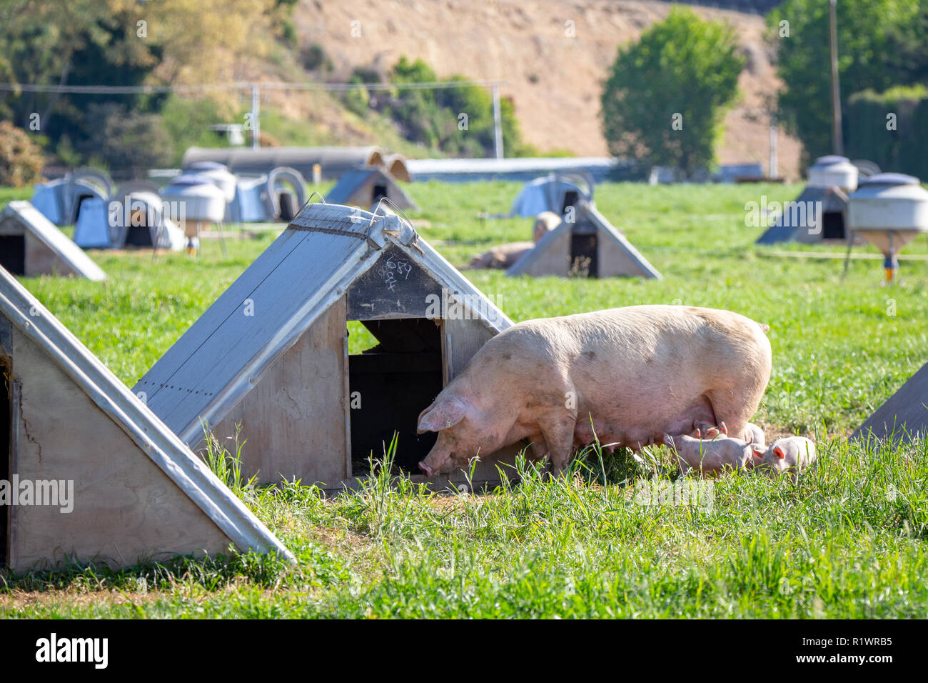 A free range pig farm in Canterbury, New Zealand, with plenty of shelter and grassy field for the pigs to forage Stock Photo