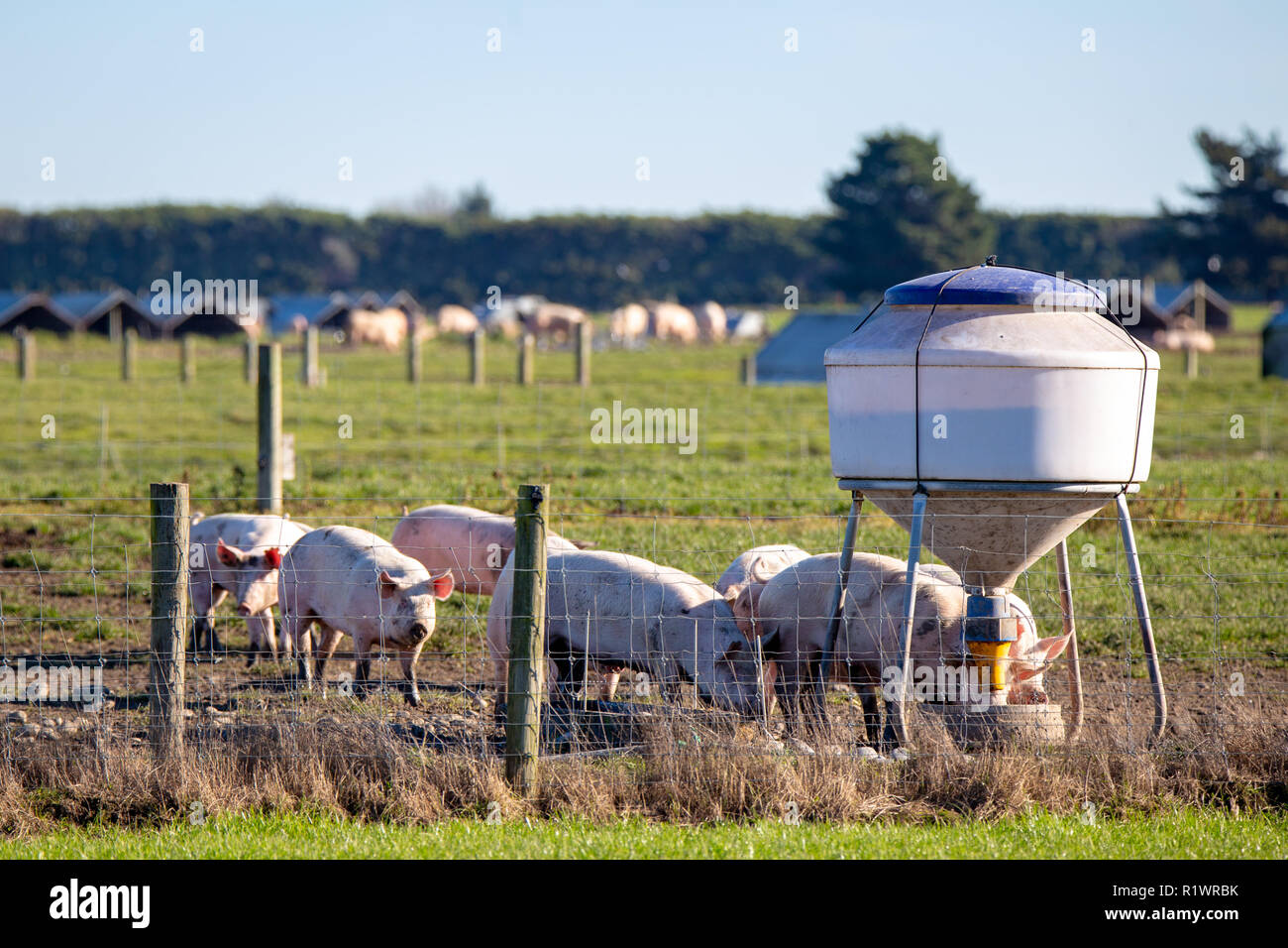 Pigs eating food from large dispensers on a free range pig farm Stock Photo