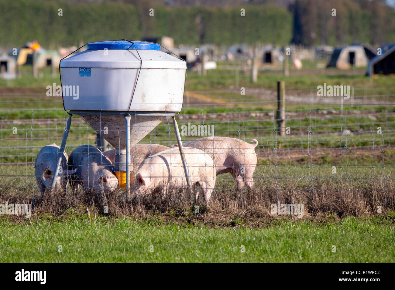 Pink pigs eat at the food dispenser on an outdoor pig farm Stock Photo