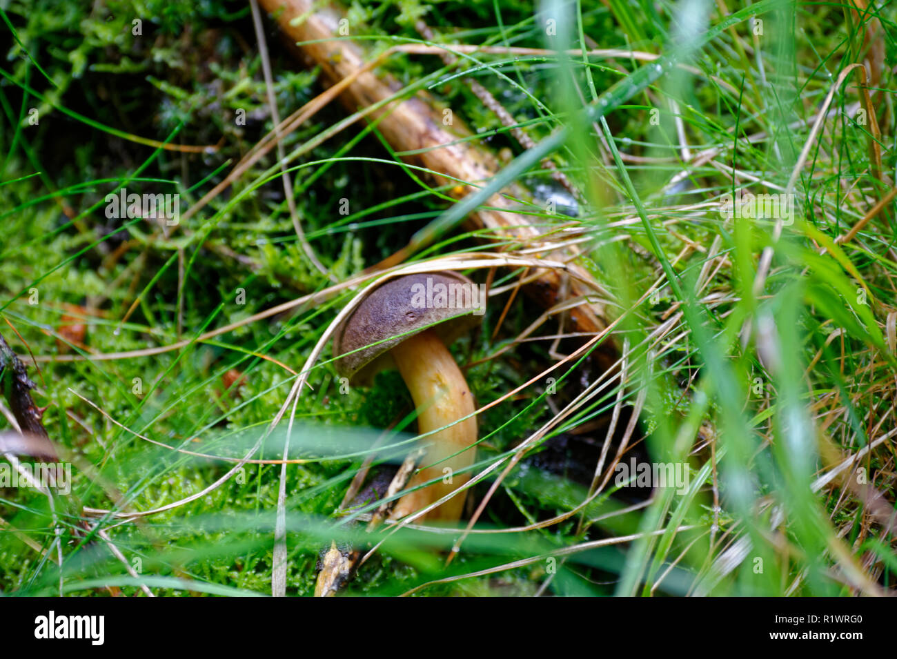 Young single porcini mushroom in grass Stock Photo Alamy