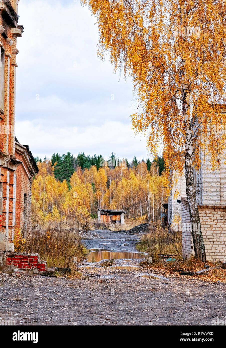 Beautiful autumn and yellow birches in Kaluga in Russia. Stock Photo