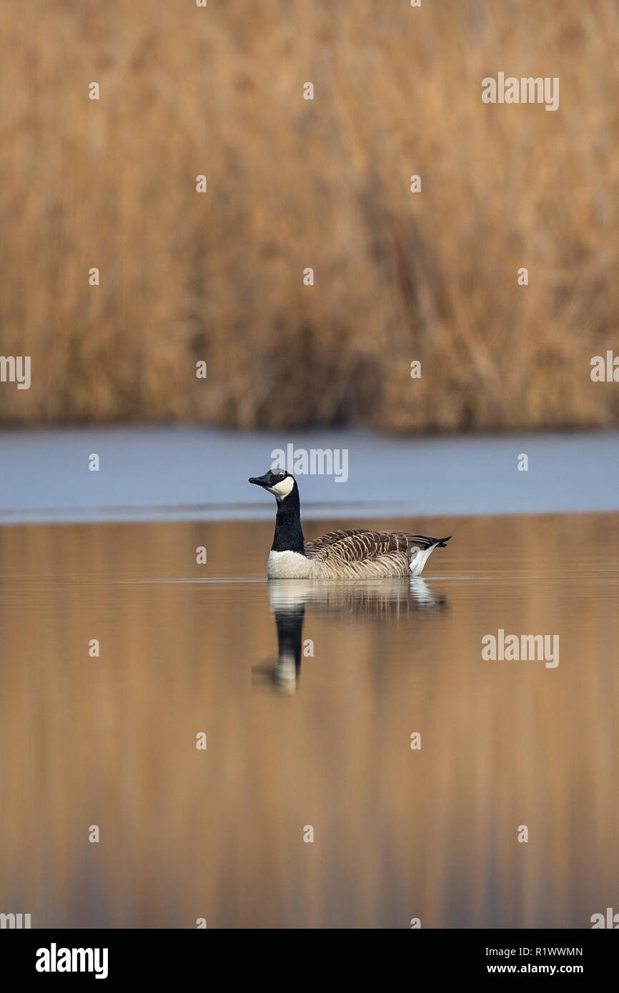 Canada Goose (Branta canadensis) swimming on lake with reflexion on calm water surface, Baden-Wuerttemberg, Germany Stock Photo