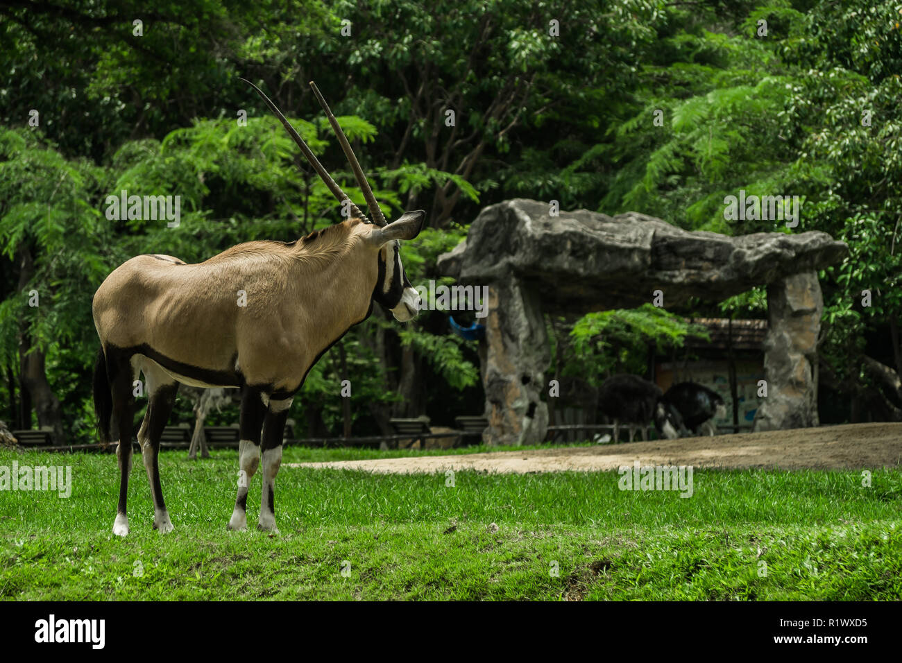 beautiful  Oryx , Gemsbok standing  . Stock Photo