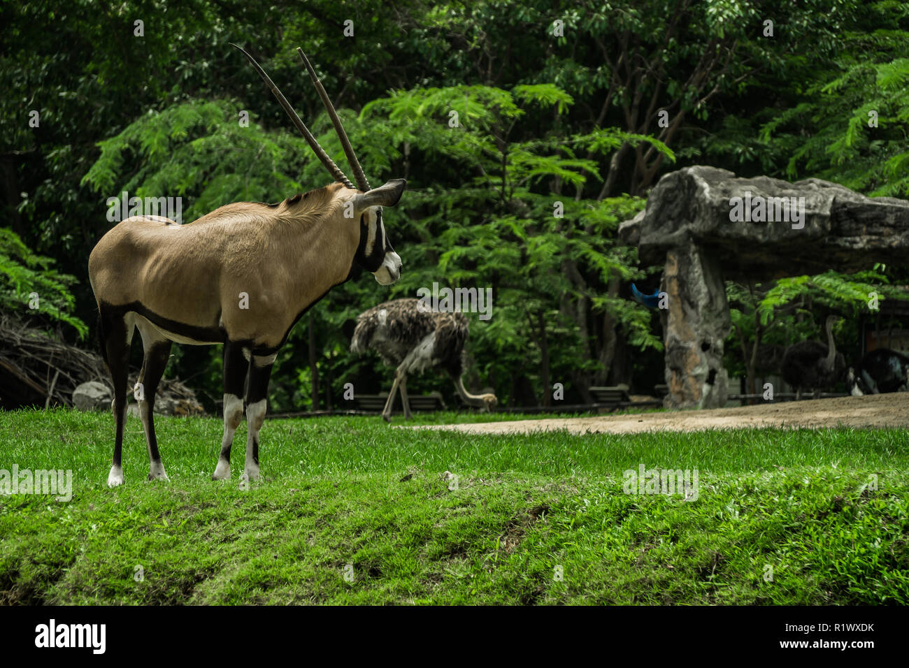 beautiful  Oryx , Gemsbok standing  . Stock Photo