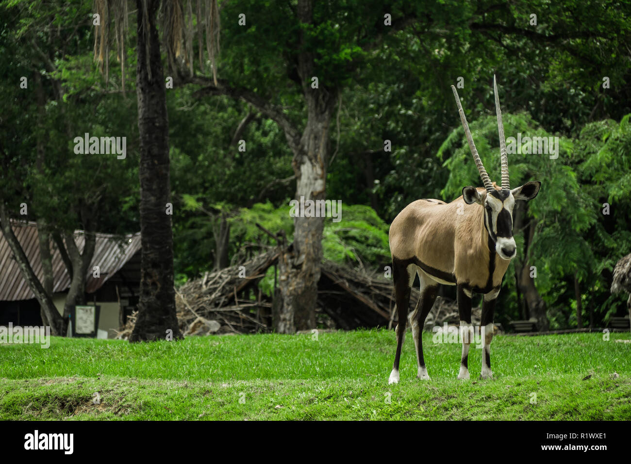 beautiful  Oryx , Gemsbok standing  . Stock Photo