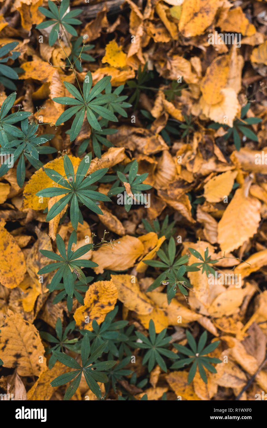 Plants with yellow leaves hi-res stock photography and images - Alamy