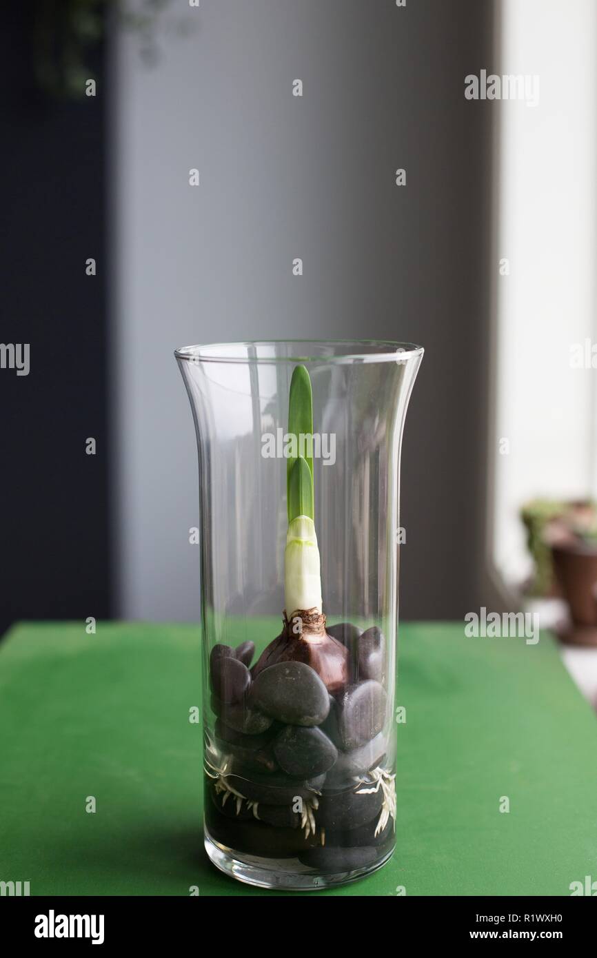 A Paperwhite Bulb Narcissus Growing In A Glass Vase Stock Photo