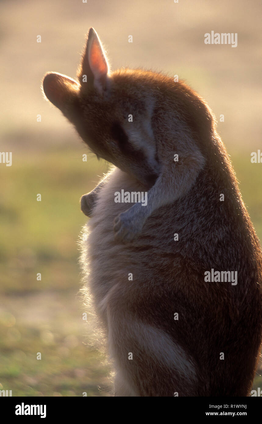 THE AGILE OR SANDY WALLABY (MACROPUS AGILIS) STRADBROKE ISLAND, MORETON BAY, QUEENSLAND'S GOLD COAST, AUSTRALIA. Stock Photo