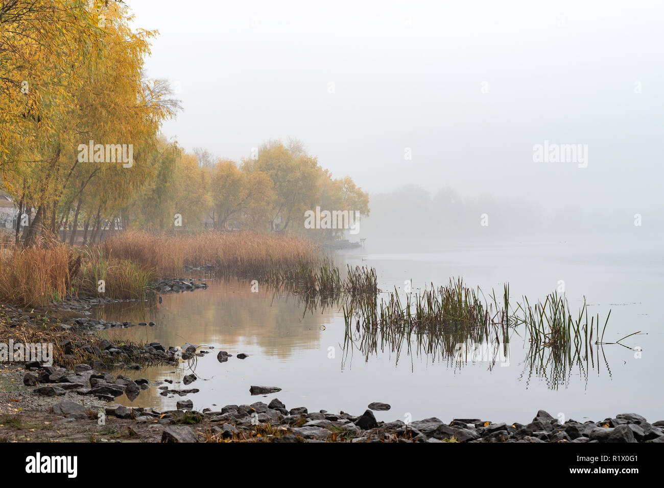 Reeds and trees close to the Dnieper river in Kiev, Ukraine. A soft autumn morning, mist over the cold and calm water. The landscape disappears in the Stock Photo