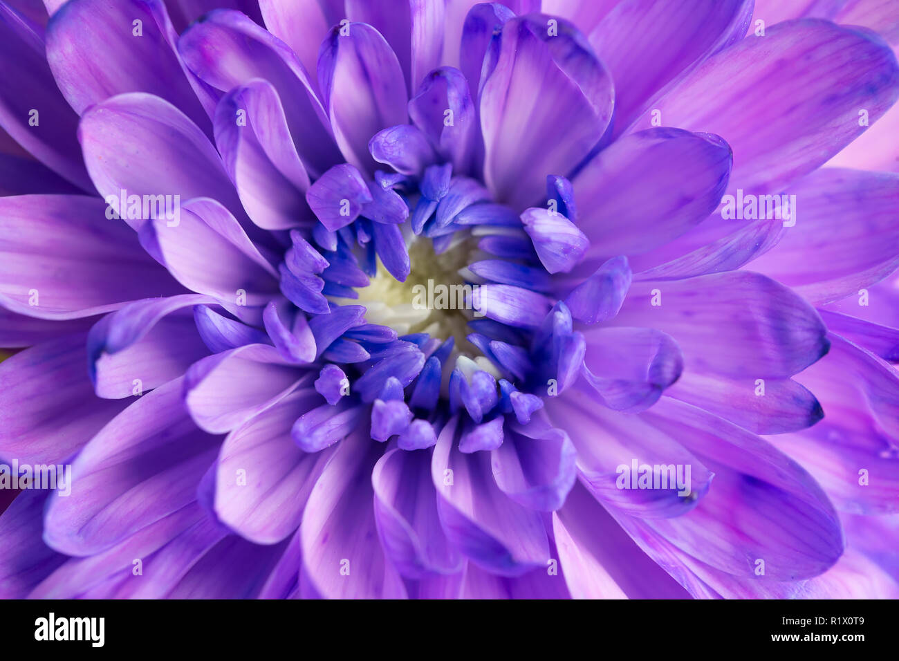 Purple chrysanthemum flower closeup Stock Photo - Alamy