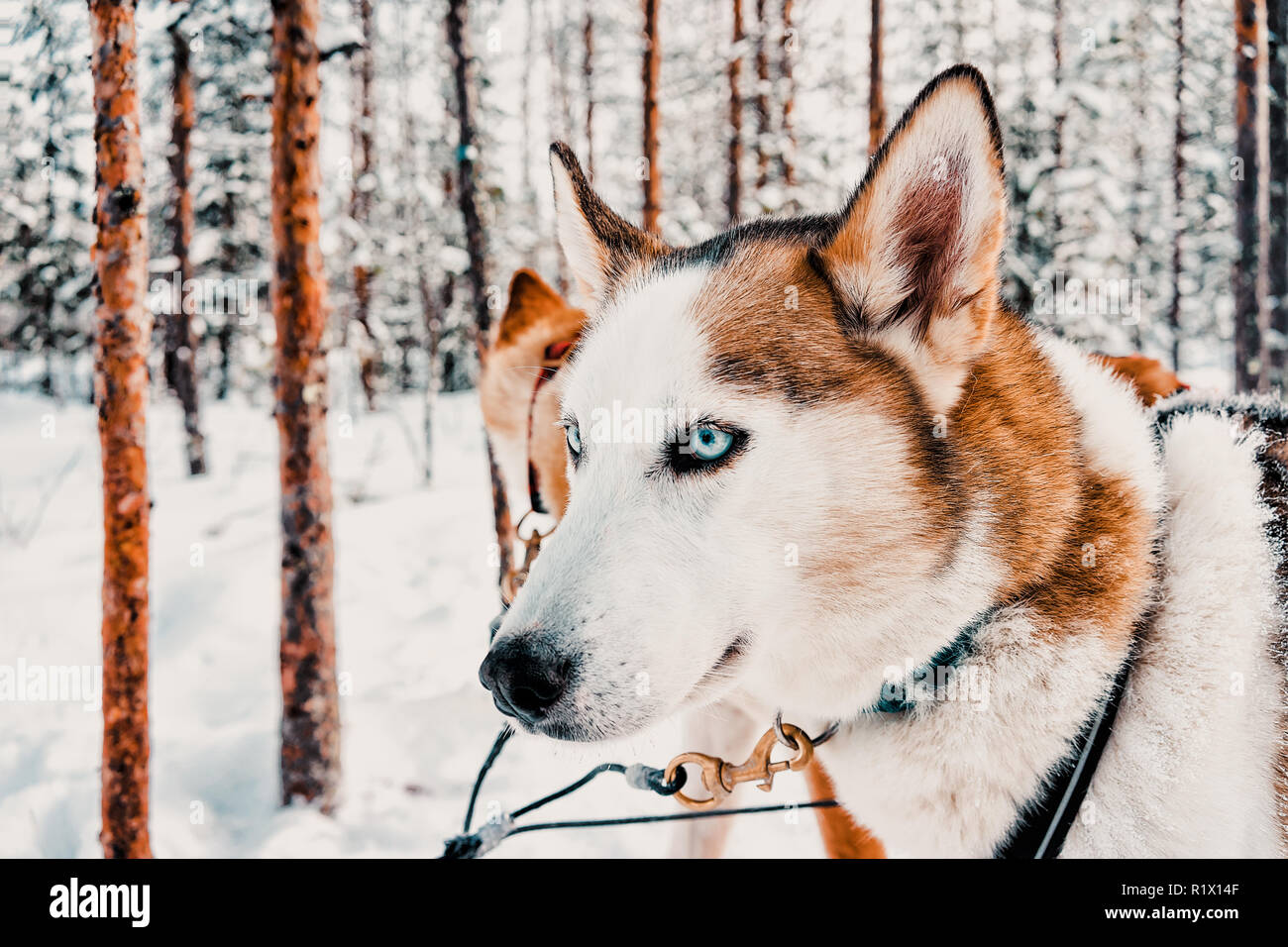 Husky dog sled in Finland of Lapland in winter Stock Photo - Alamy
