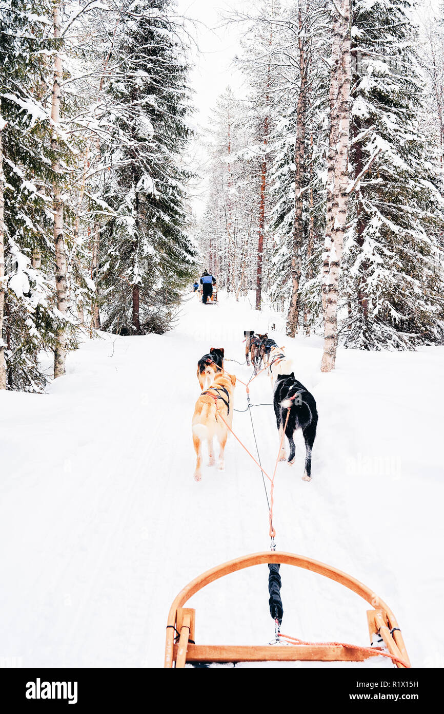 Husky dogs sled in Finland at Lapland in winter Stock Photo - Alamy