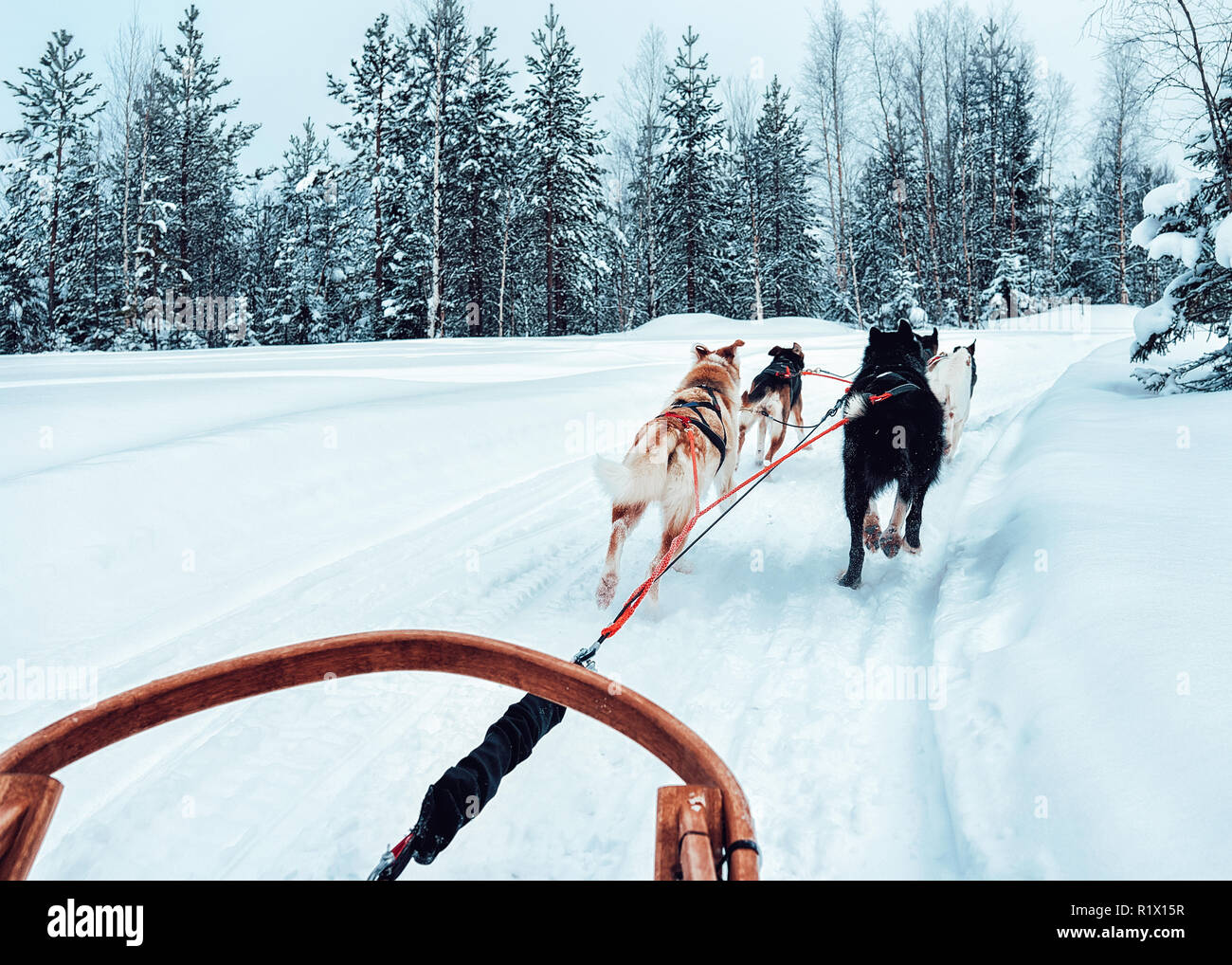 Husky dog sled in Finland in Lapland at winter Stock Photo - Alamy