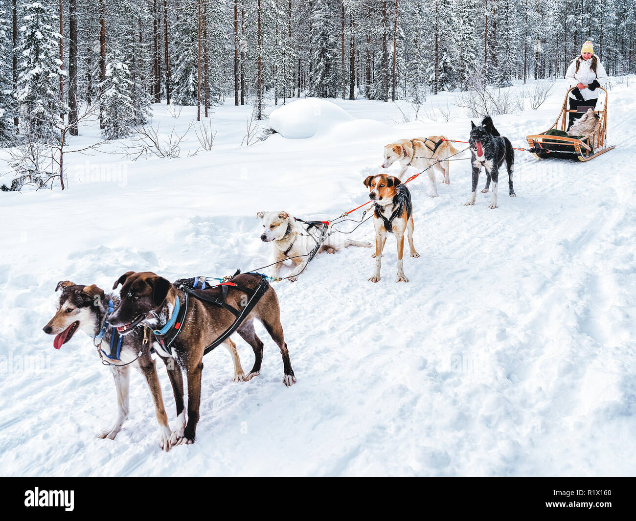 Girl in Husky dog sled in Finland in Lapland in winter Stock Photo - Alamy