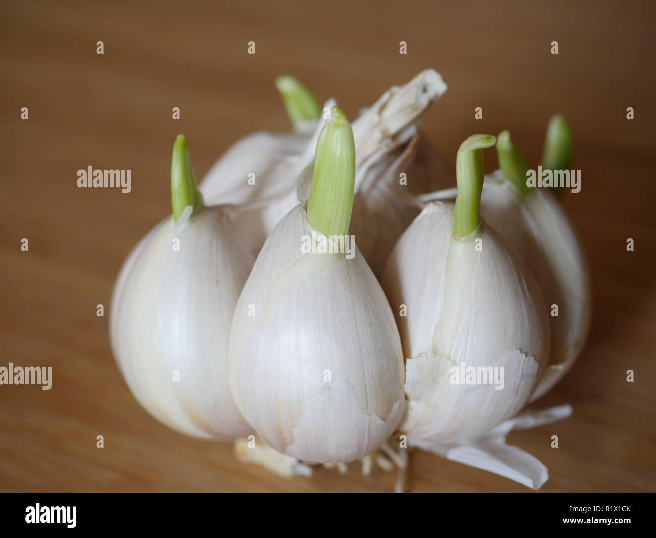 germinating garlic on the background of cutting board Stock Photo