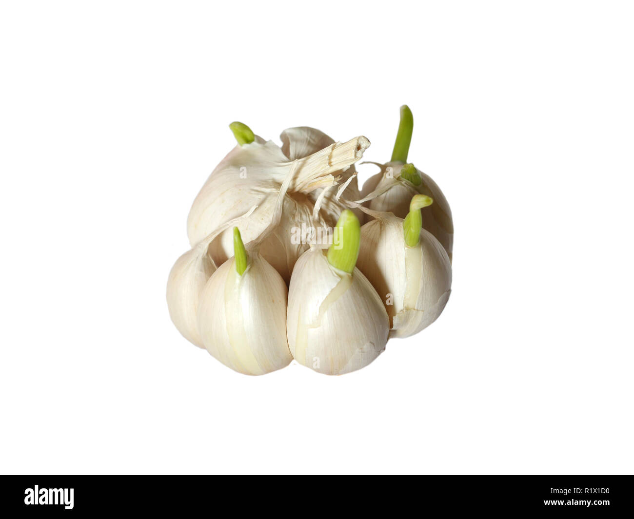 germinating garlic on white background Stock Photo