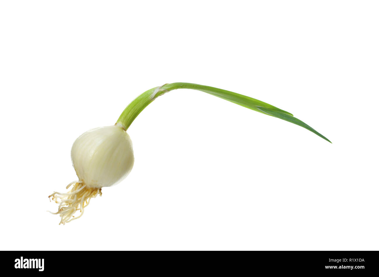 germinating garlic on white background Stock Photo