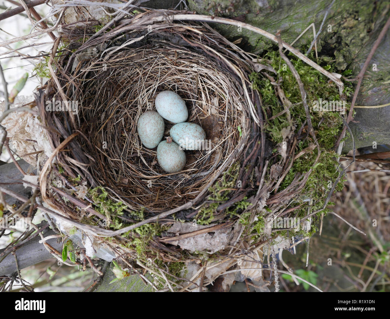 black bird nest with egg on forest background Stock Photo - Alamy