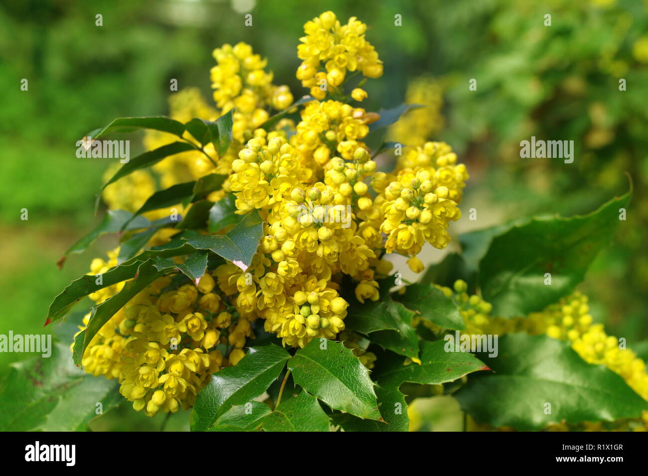 mahonia aquifolium oregon grape with yellow flowers Stock Photo