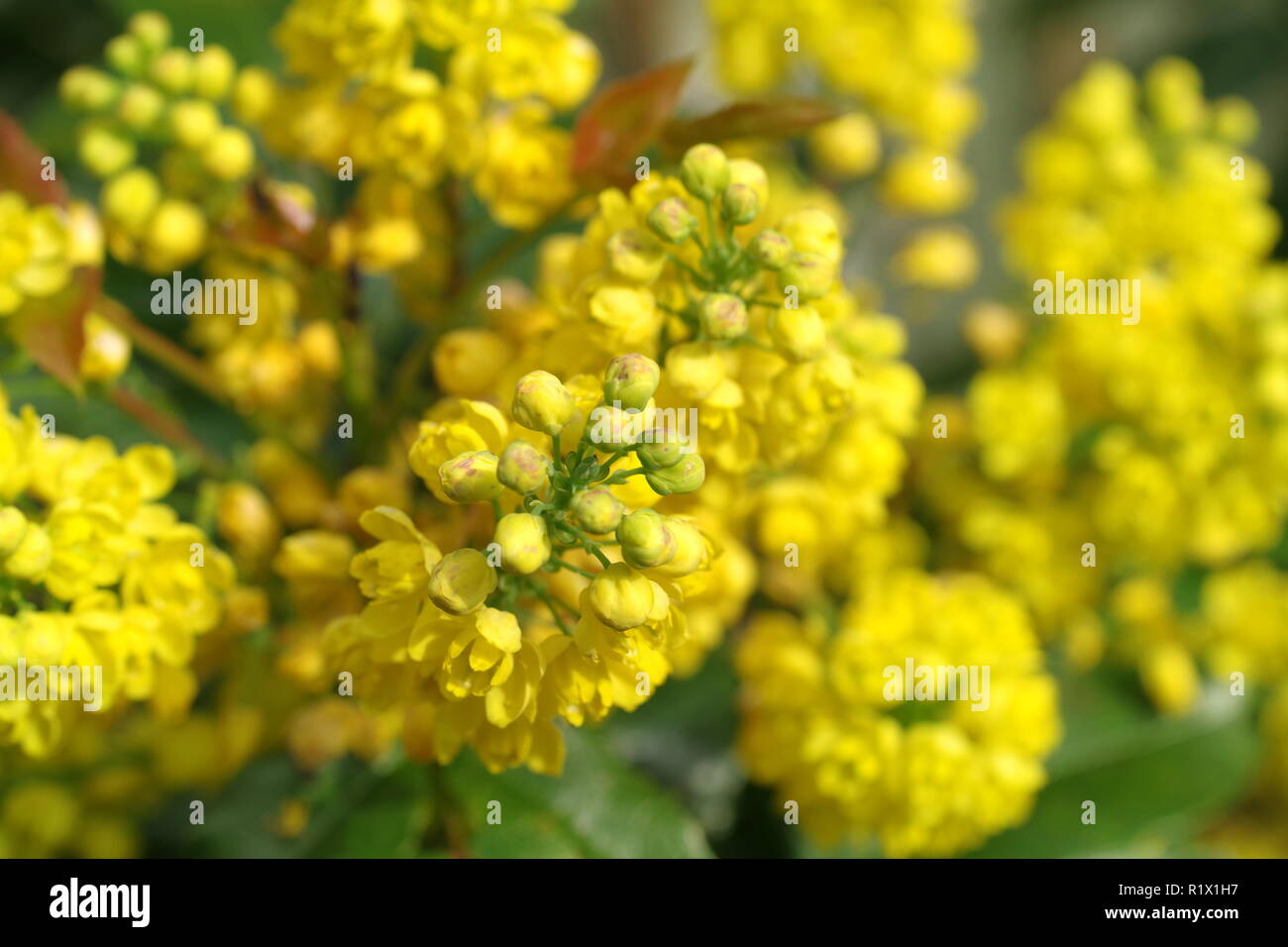 mahonia aquifolium oregon grape with yellow flowers Stock Photo