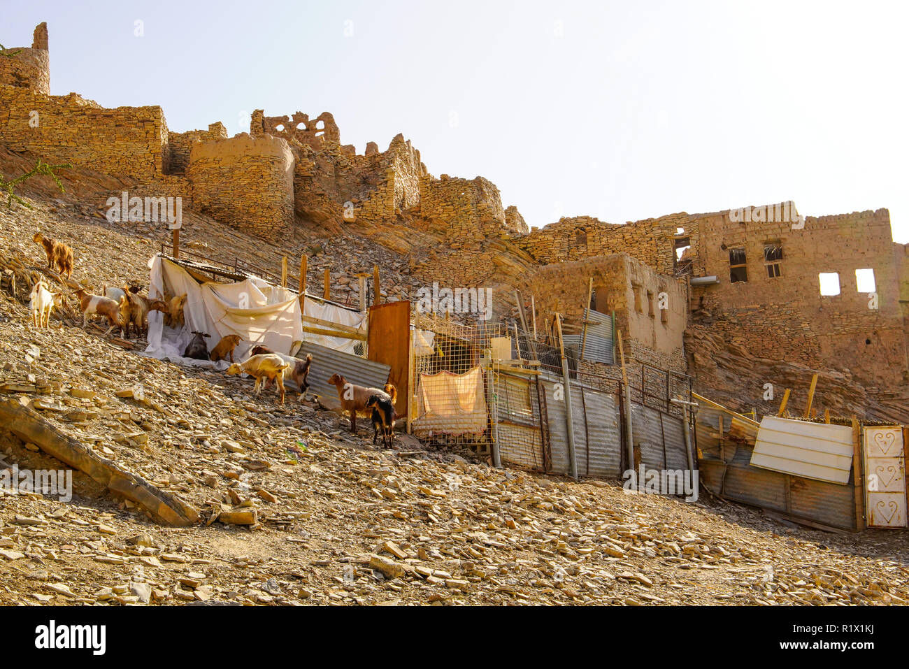 Herd of goats searching for food, Birkat al Mouz or Bait al Subah in Harat al Saybani outside Nizwa, Oman. Stock Photo