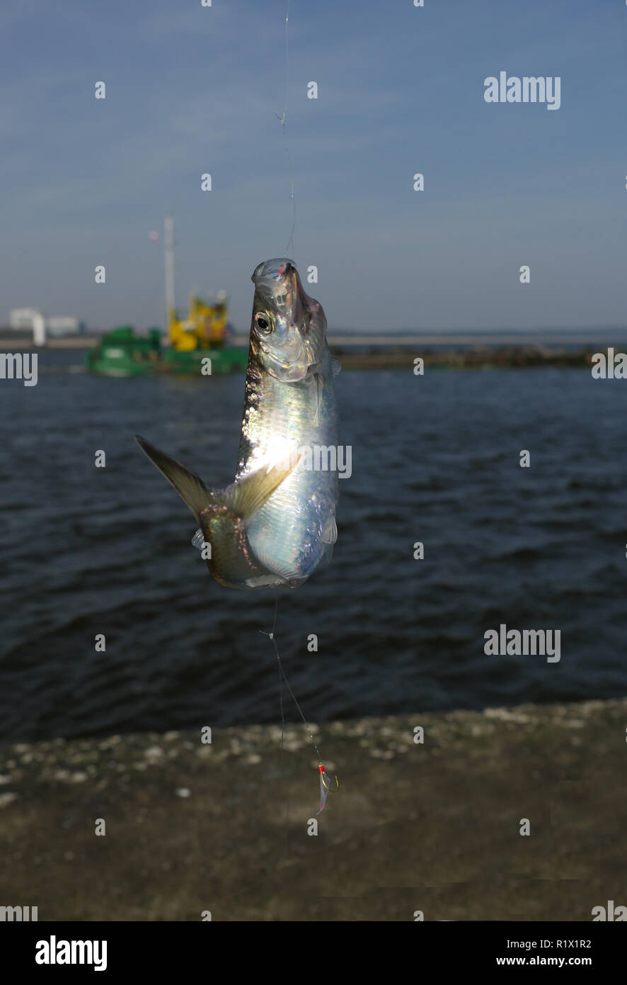herring fish on fishing hook on water background Stock Photo