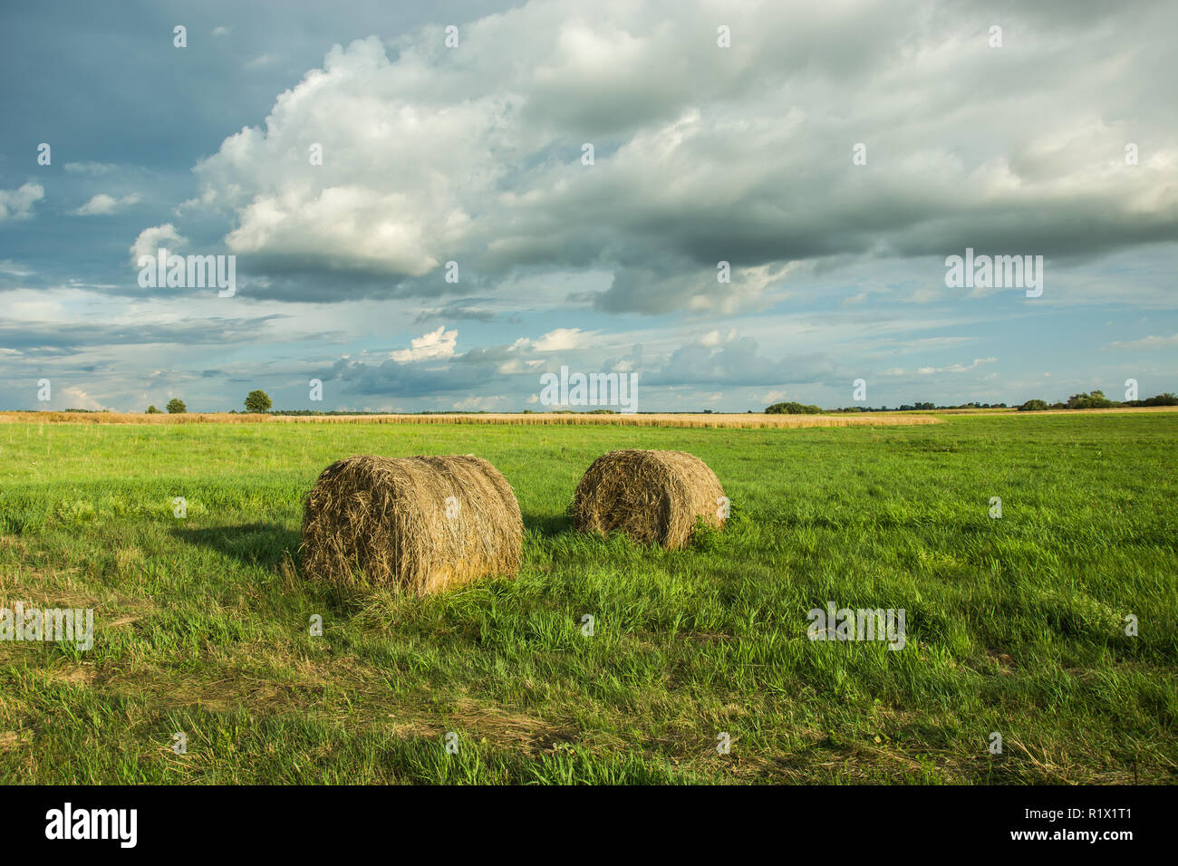 Two round hay bales on a green meadow, horizon and clouds in the sky Stock Photo