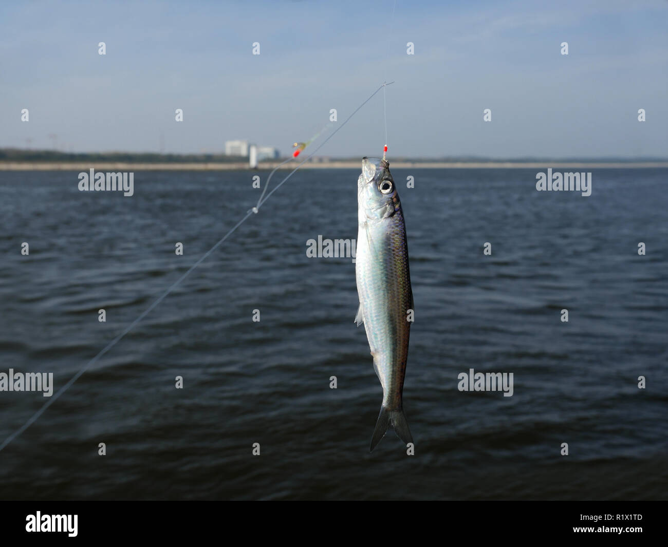 herring fish on fishing hook on water background Stock Photo
