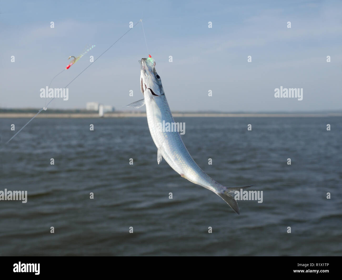 Herring fish bait hires stock photography and images Alamy