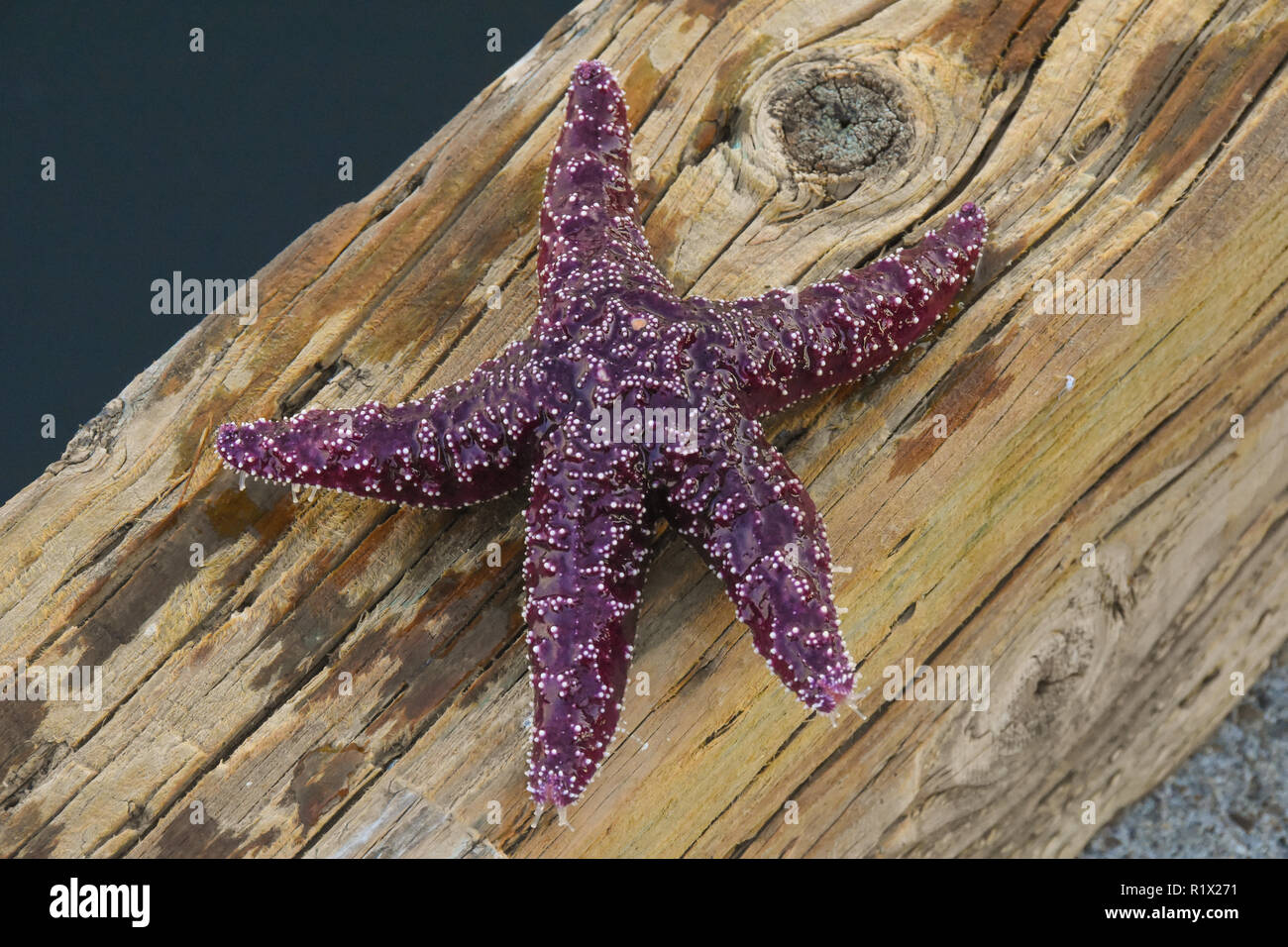 Purple starfish out of water Stock Photo
