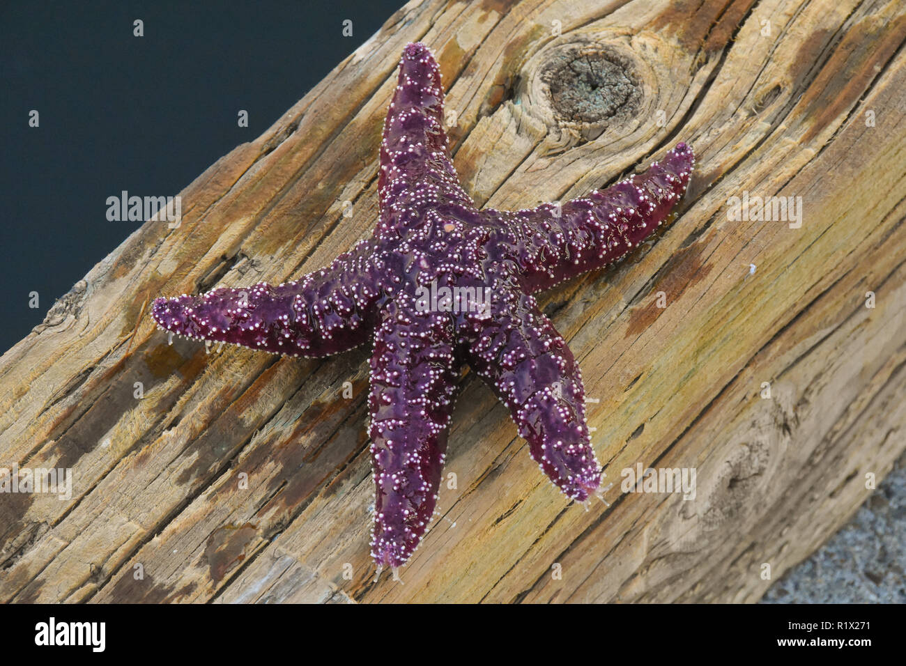 Purple starfish out of water Stock Photo Alamy