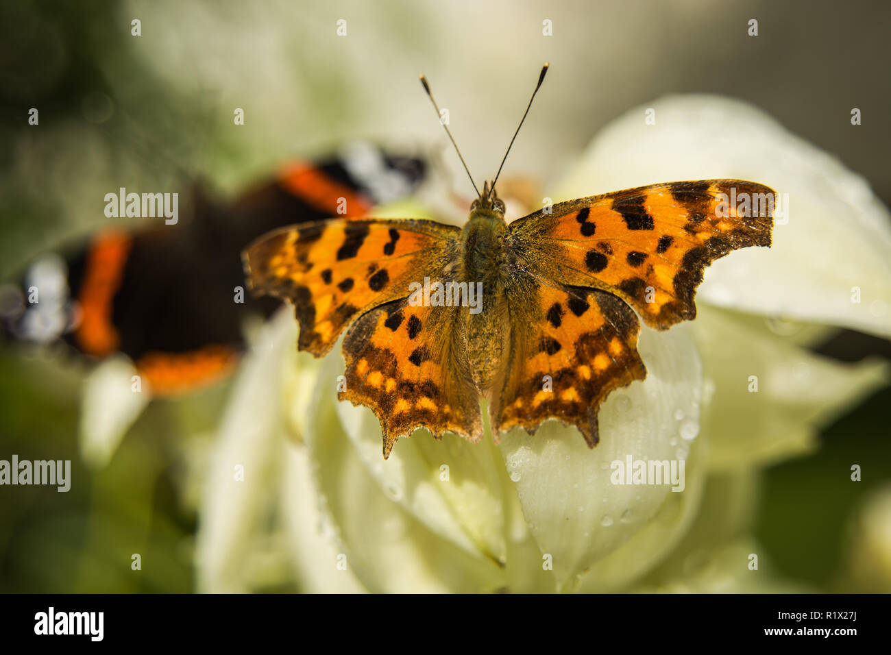A comma butterfly perched on a flower Stock Photo