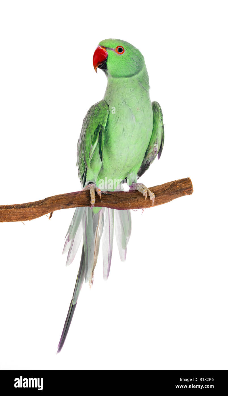 Rose-ringed parakeet in front of white background Stock Photo - Alamy