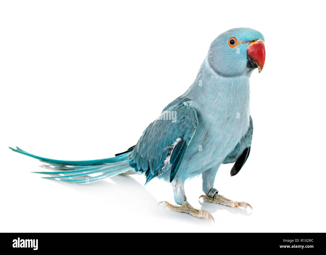 Birds - ~ Rose-ringed parakeet (Psittacula krameri) . ~... | Facebook