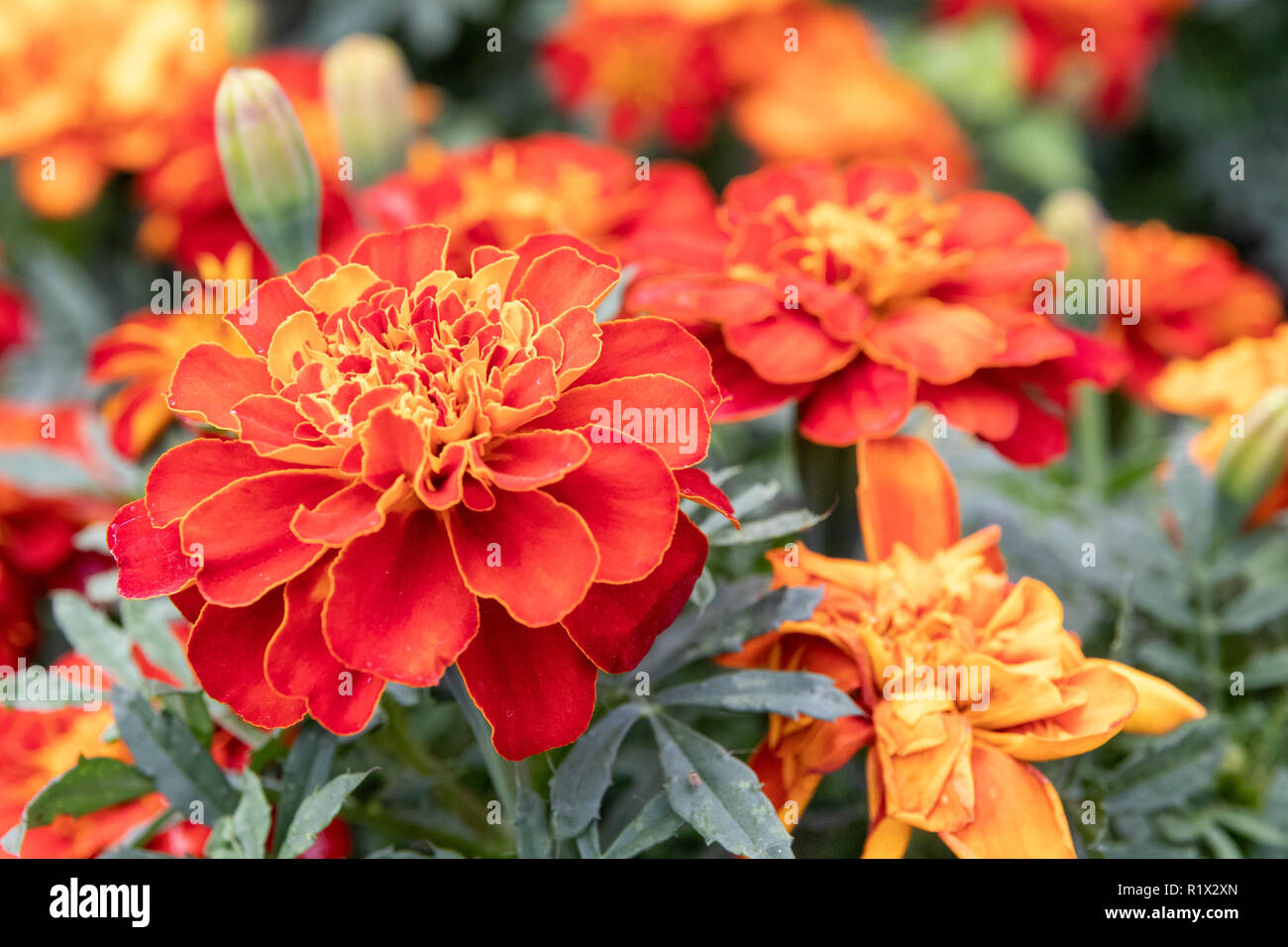 Red orange yellow flowers hires stock photography and images Alamy