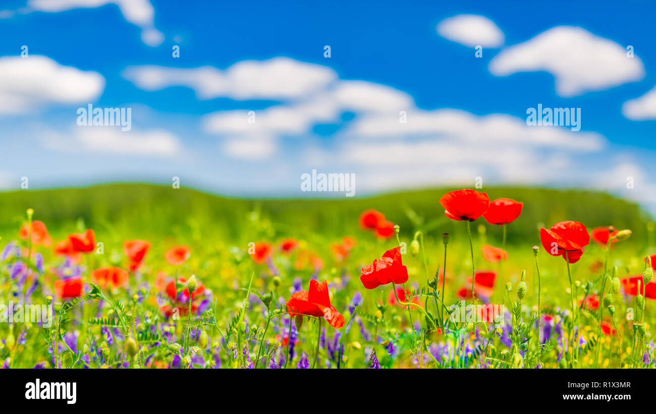 Beautiful summer meadow nature. Spring and summer poppy flowers under blue sky and sunlight. Inspirational nature background, spring summer concept Stock Photo