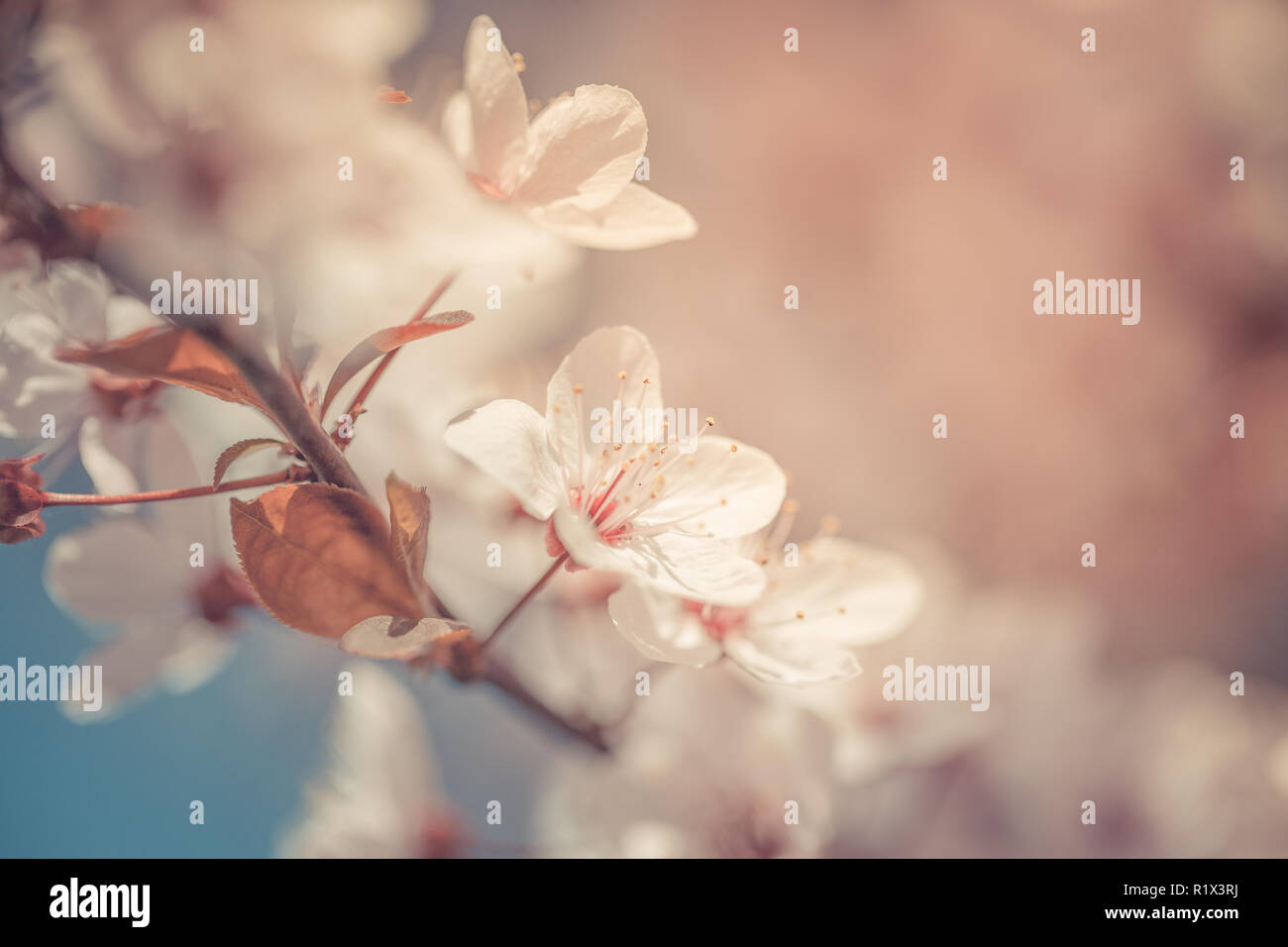Spring Cherry blossoms blooming, pink flowers, Sakura Japanese flowers season, with blank copy space Stock Photo