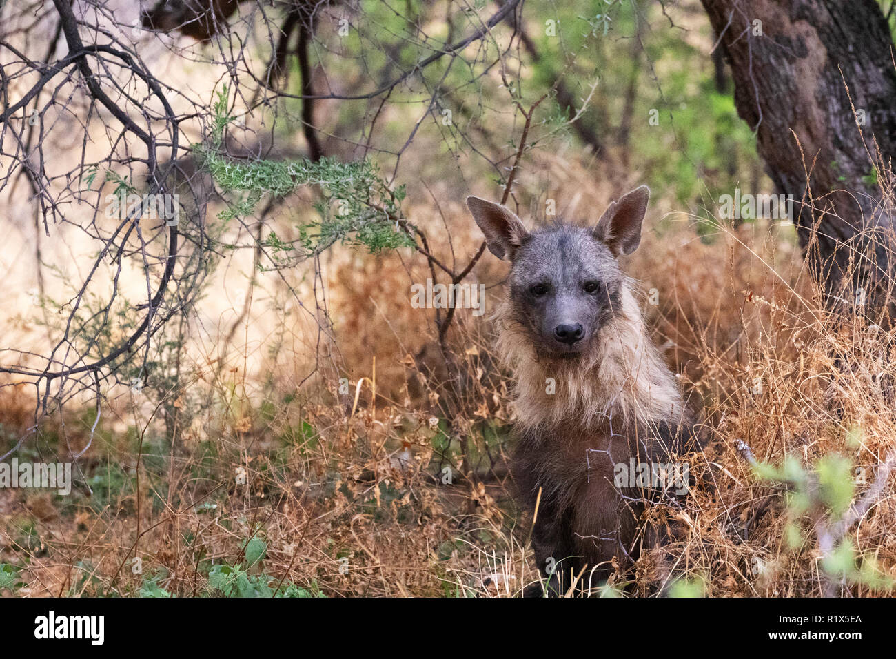 Brown Hyena ( Hyaena brunnea ), one adult front view, example of africa